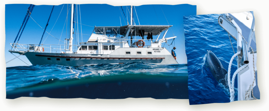 advacne 2 dive expedition great barrier reef