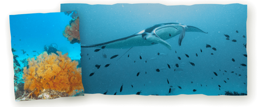 great barrier reef dive trip